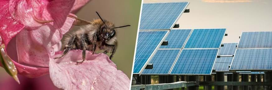 solar farm for bee